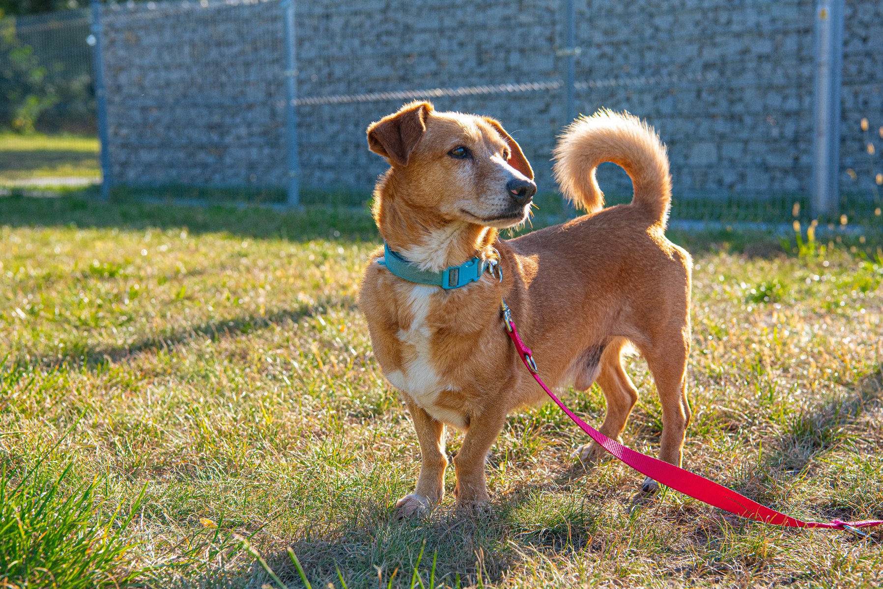 Na zdjęciu uśmiechnięty czarny pies w typie labradora