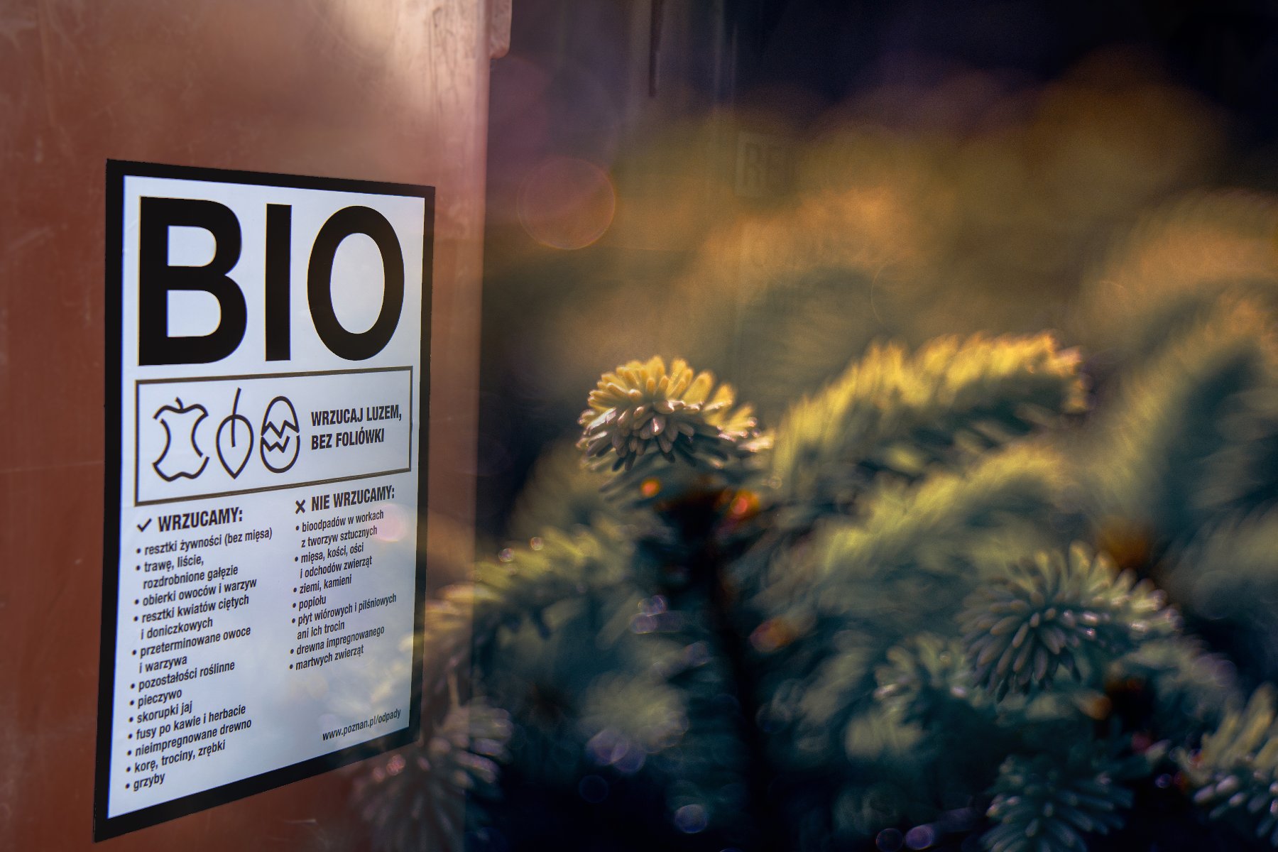 Na zdjęciu widoczne jest drzewko świąteczne w doniczce, pozbawione ozdób, przechylone na bok i oparte o ścianę budynku