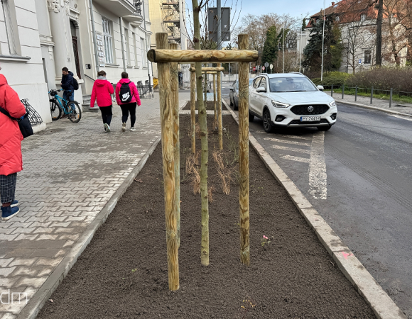 Nowe drzewa na ul. Wyspiańskiego