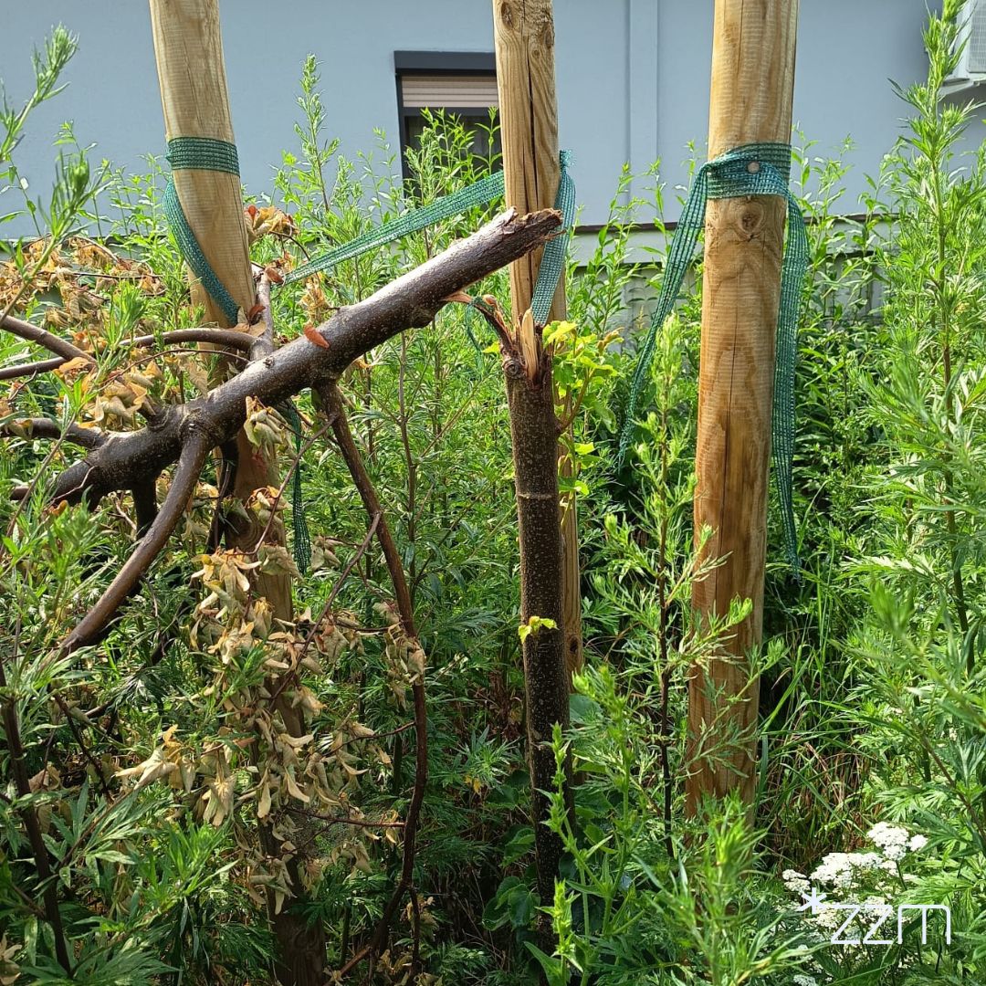 Ofiarą wandali padły trzy młode lipy, które od dwóch lat rosły na nowym skwerze przy ul. Sasankowej na os. Kwiatowym