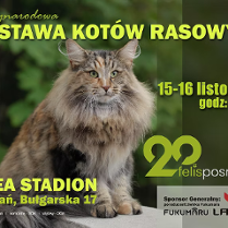 Na środku plakatu zdjęcie kota na rozmytym, zielonym tle. Na froncie logo organizacji felis posnania oraz informacje na temat wydarzenia zawarte w treści artykułu.
