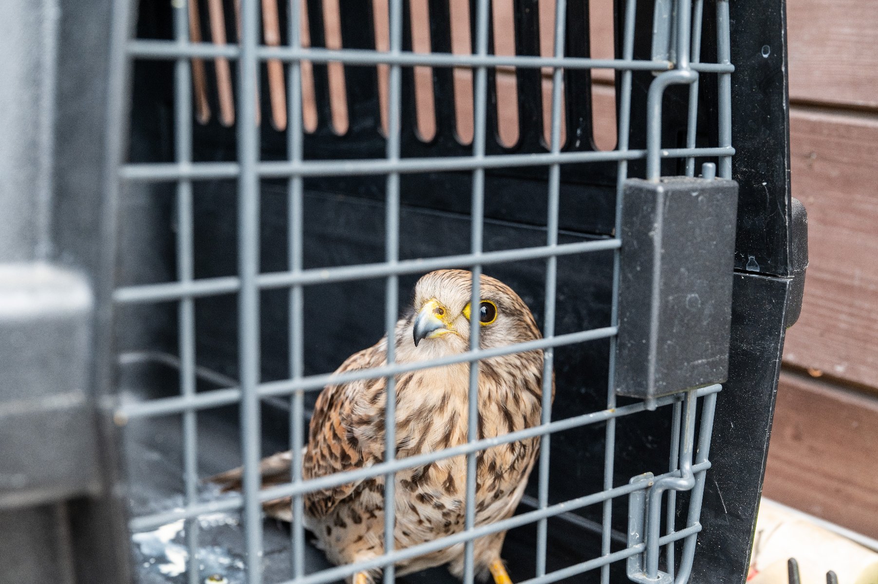 Ptak drapieżny w plastikowej klatce transportowej o czarnym kolorze i metalowej kratce na drzwiach. Ma brązowe i beżowe pióra z ciemnymi smugami, żółty dziób z czarną końcówką oraz żółte stopy.