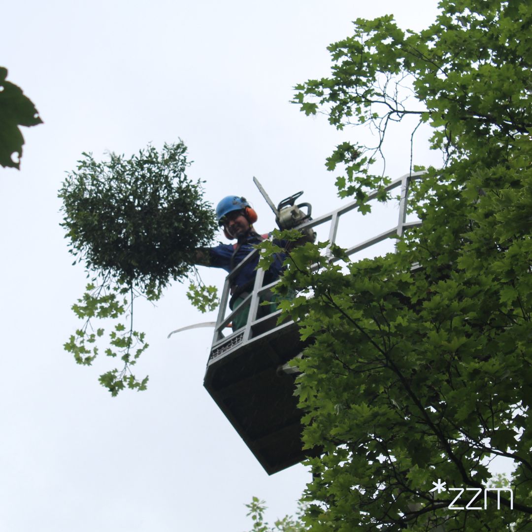 Rozpoczęły się prace mające na celu ratowanie drzew, dla których zagrożeniem jest jemioła