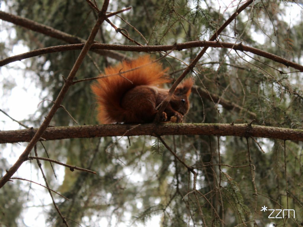 Rudowłosa wiewiórka z puszystym ogonem siedzi na gałęzi drzewa iglastego i trzyma w łapkach pokarm. W tle gęste, rozmyte gałęzie i igliwie. W prawym dolnym rogu biały napis: "*ZZM".