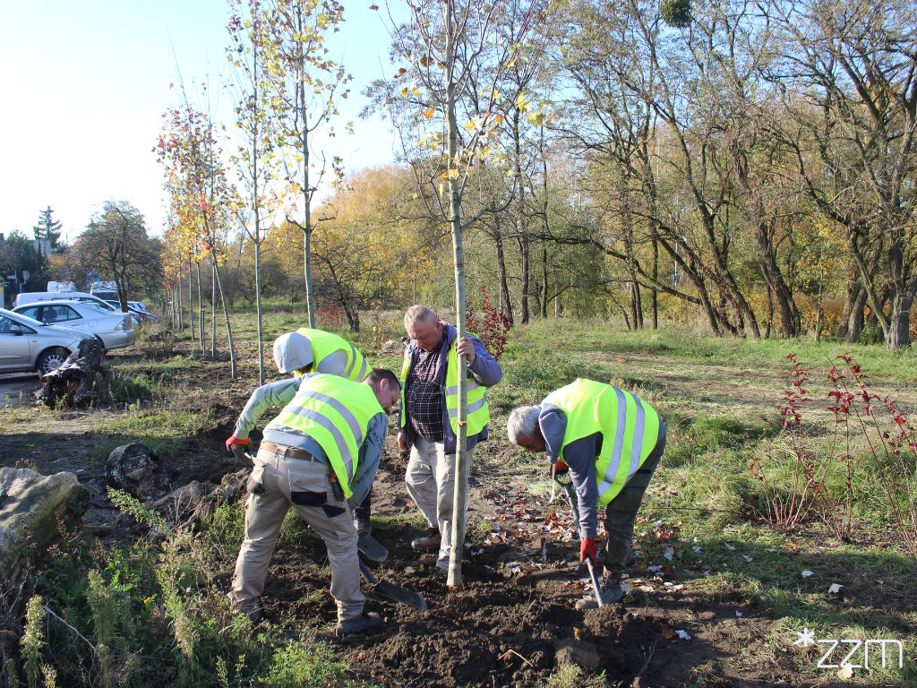 Sadzenie drzew na skwerze Maksymiliana Ciężkiego przy ul. Rejewskiego na Świerczewie