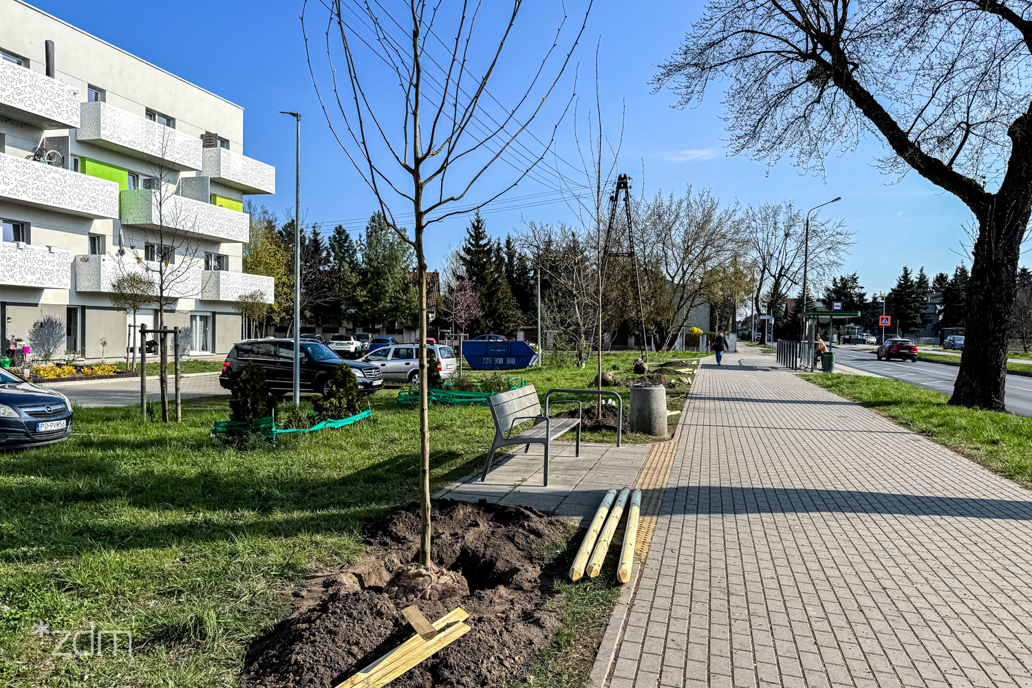 Sadzenie nowych drzew przy ul. Opolskiej