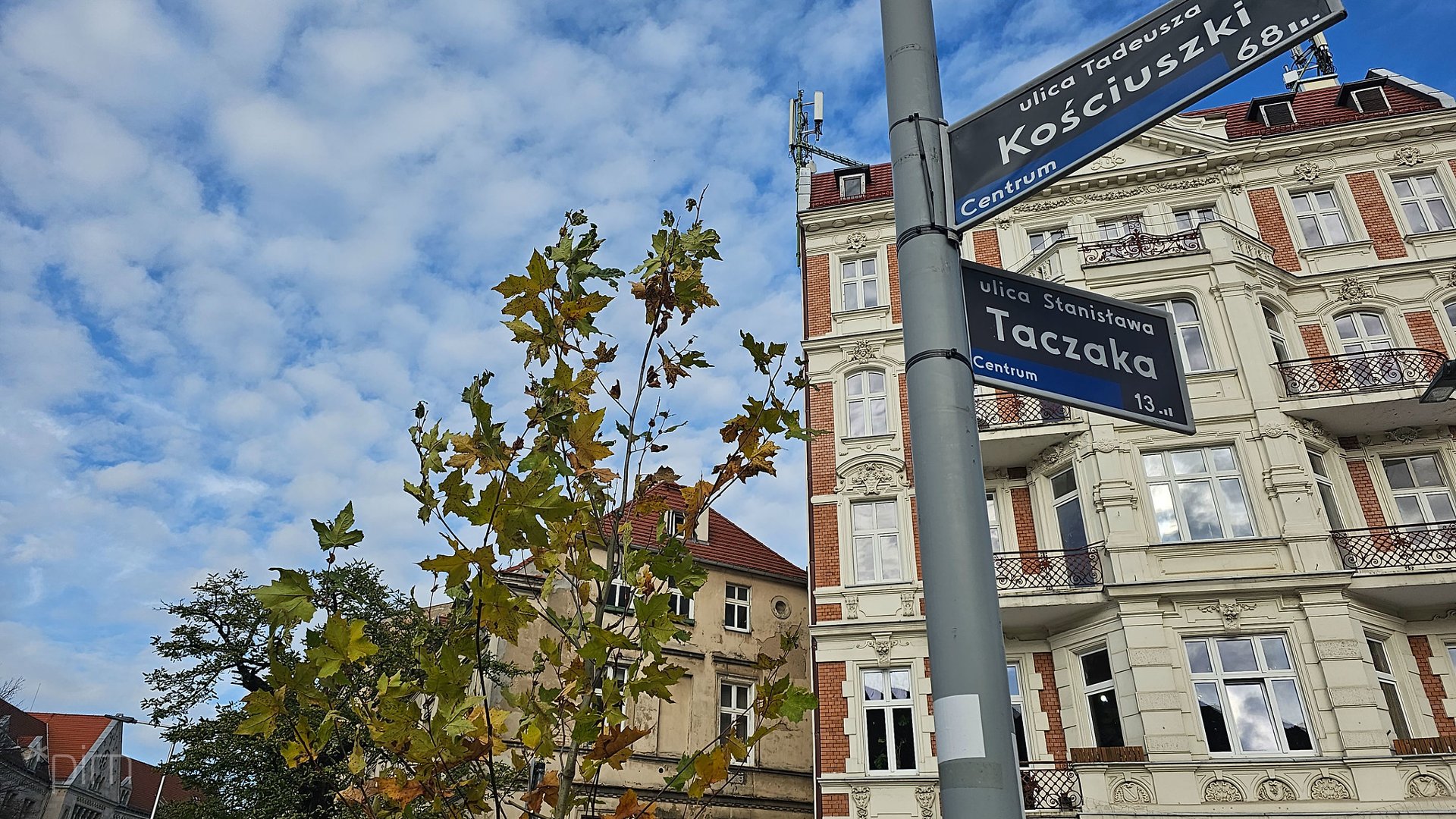 Sadzenie nowych drzew wokół skrzyżowania ulic Taylora, Taczaka i Kościuszki