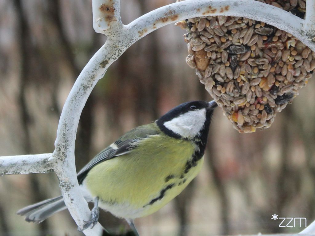 sikorka jedząca ziarna