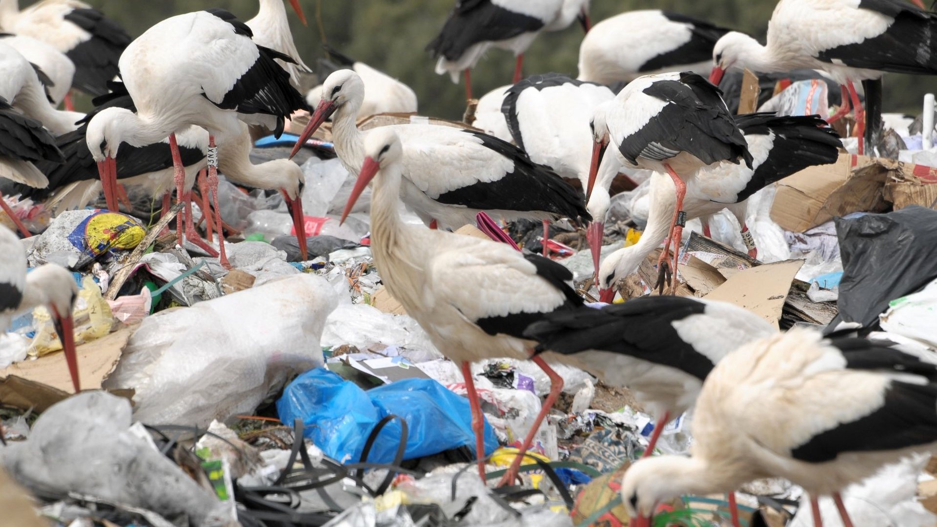Stado bocianów na wysypisku śmieci.