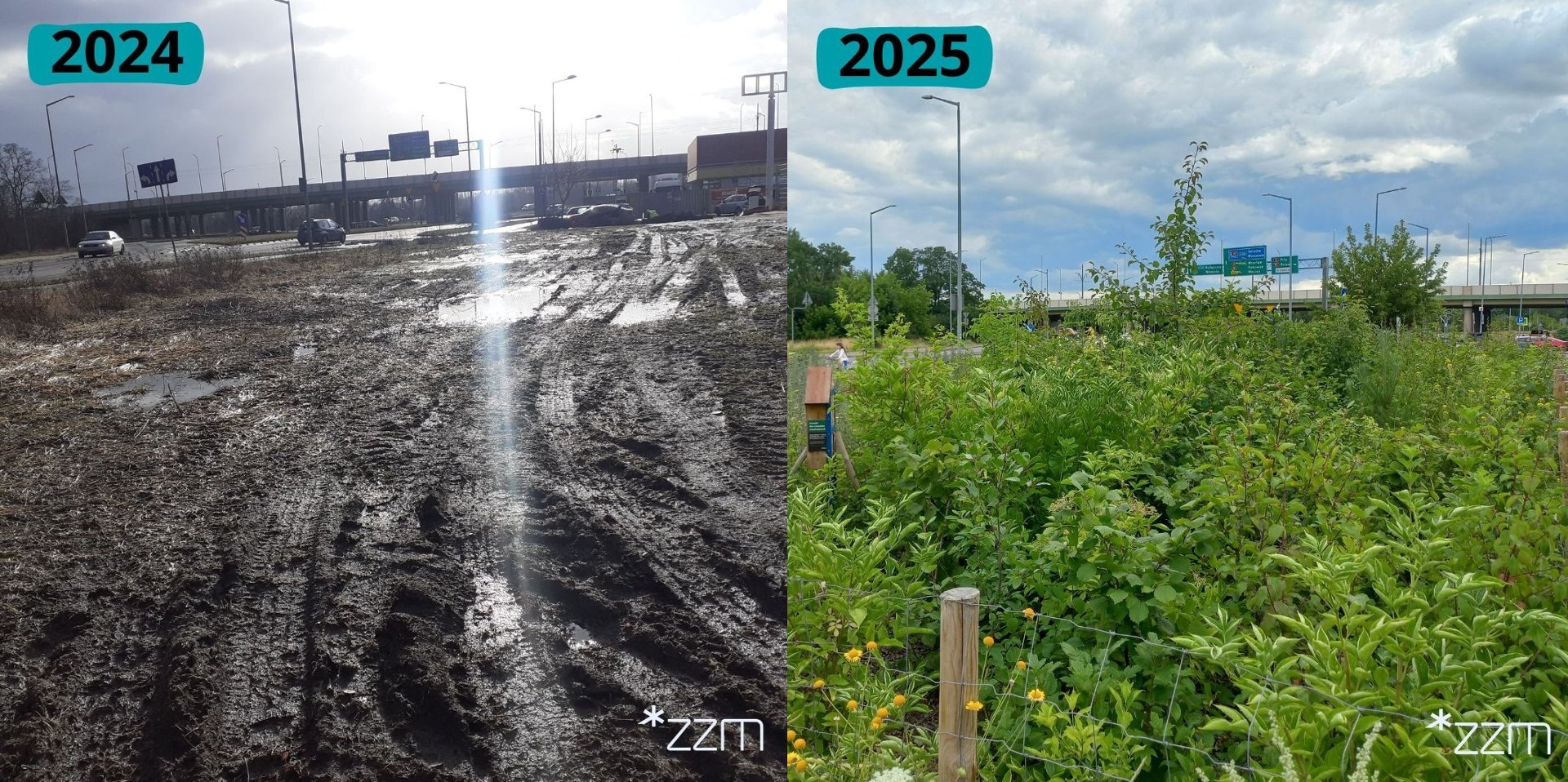 To już trzeci las kieszonkowy na Wildzie