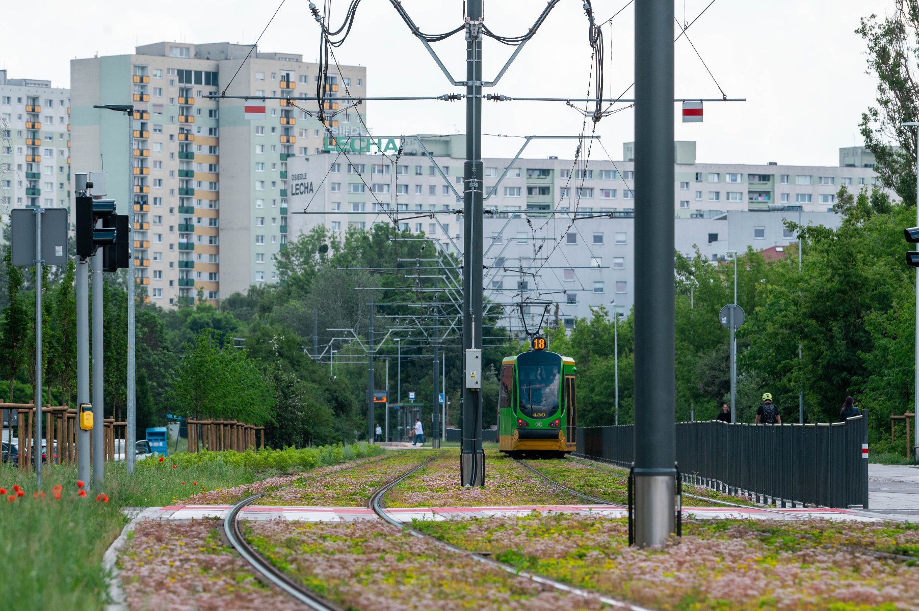 Tramwaj linii nr 18 na zielonym torowisku na trasie kórnickiej w stronę Franowa, w tle wysokie bloki mieszkalne