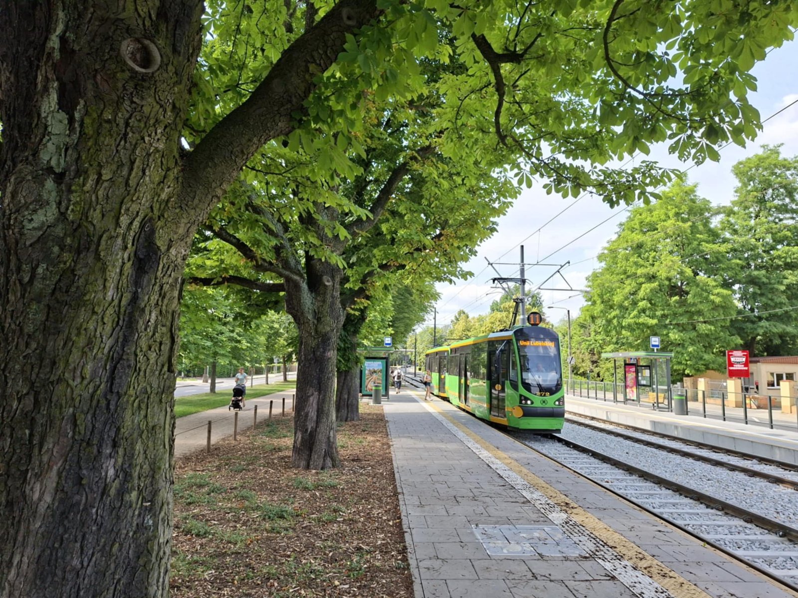 Tramwaj na al. Wielkopolskiej, po lewej zielone drzewa w alei