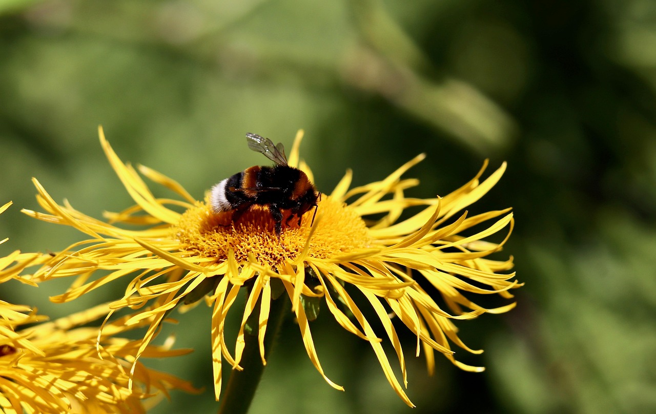 Trzmiele to ważne dzikie zapylacze,fot. Pixabay