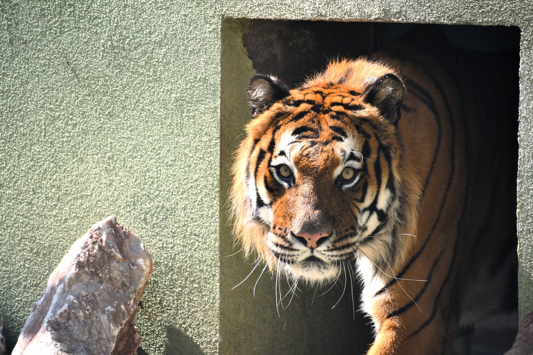 Tygrys wychodzi z przejścia w ścianie. Głowę ma nisko i z uwagą patrzy wprost w obiektyw aparatu.