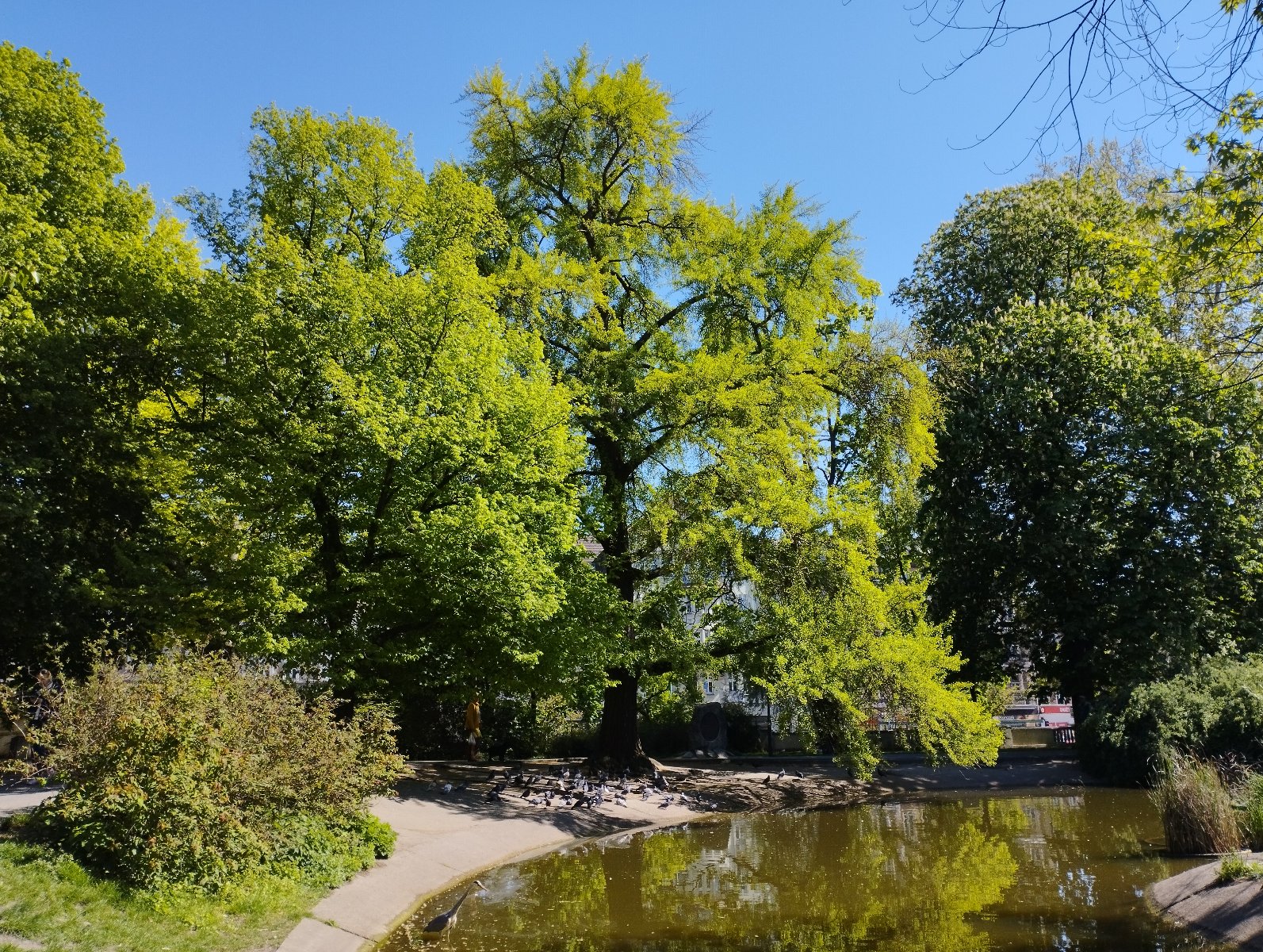 Widok na nowy pomnik przyrody - miłorząb imienia prof. nauk przyrodniczych, Stanisława Lisowskiego, znad stawu w Parku Wilsona