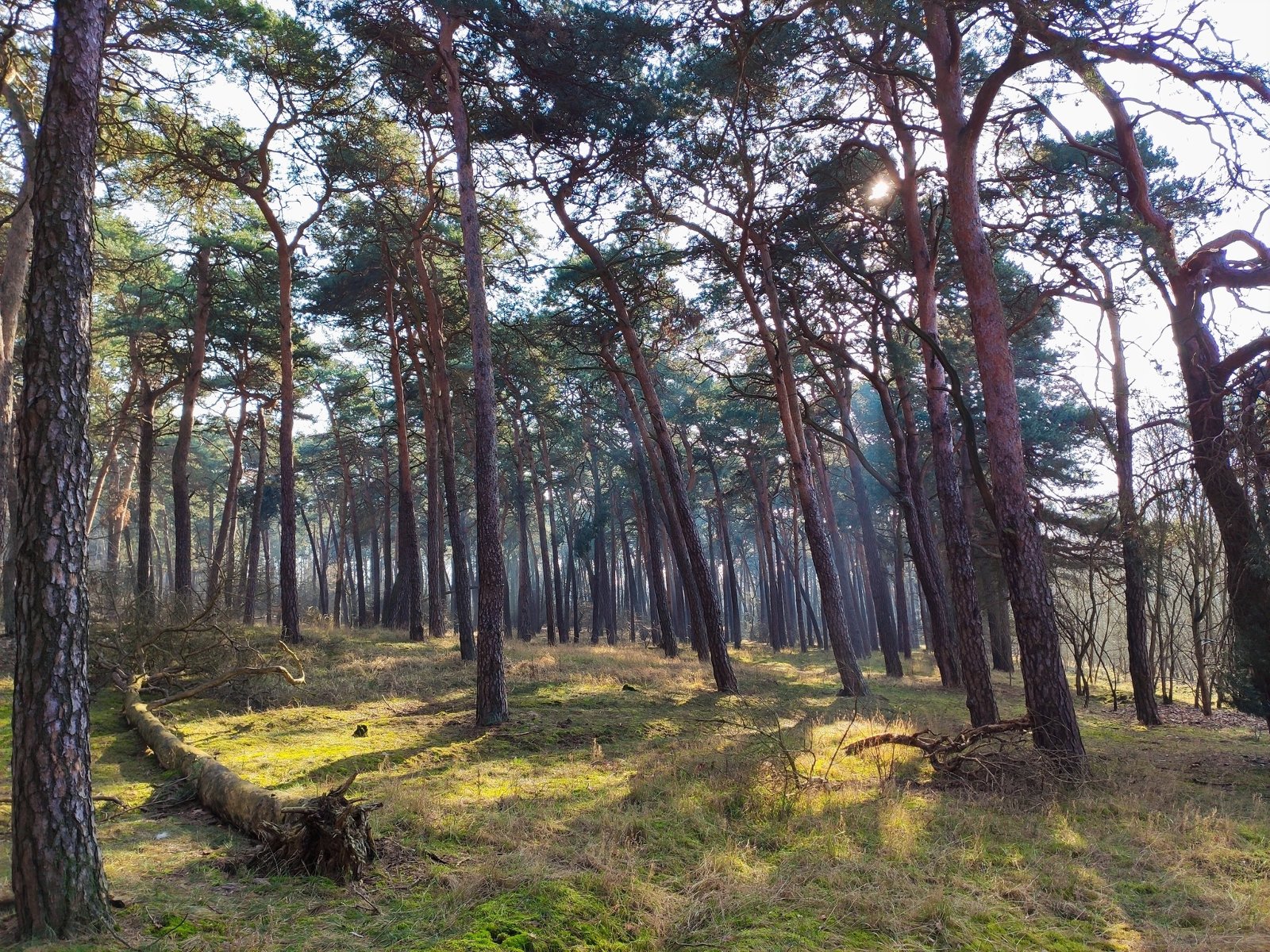 widok w głębi lasu - grafika artykułu