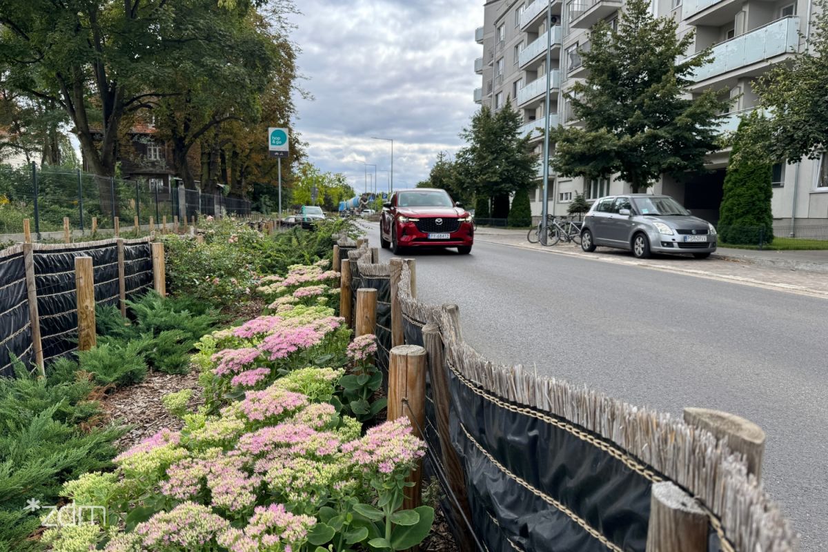 Zdjęcie ochronionej przez maty zieleni przyulicznej