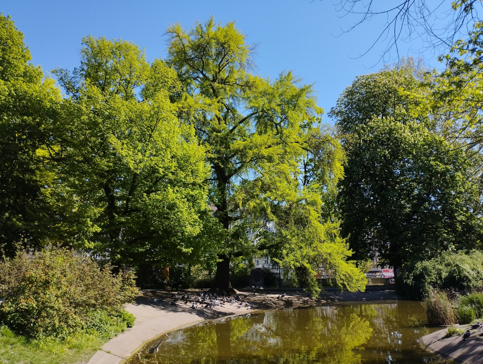 Zdjęcie przedstawia drzewo w parku.