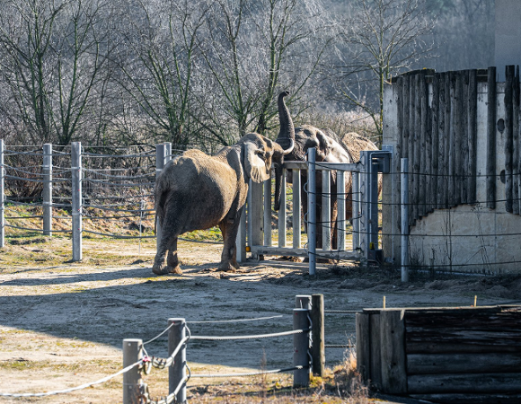 Zdjęcie przedstawia dwa słonie na wybiegu.