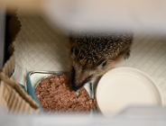 Zdjęcie przedstawia jedzącego z miski jeża.