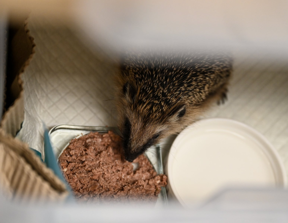 Zdjęcie przedstawia jedzącego z miski jeża.
