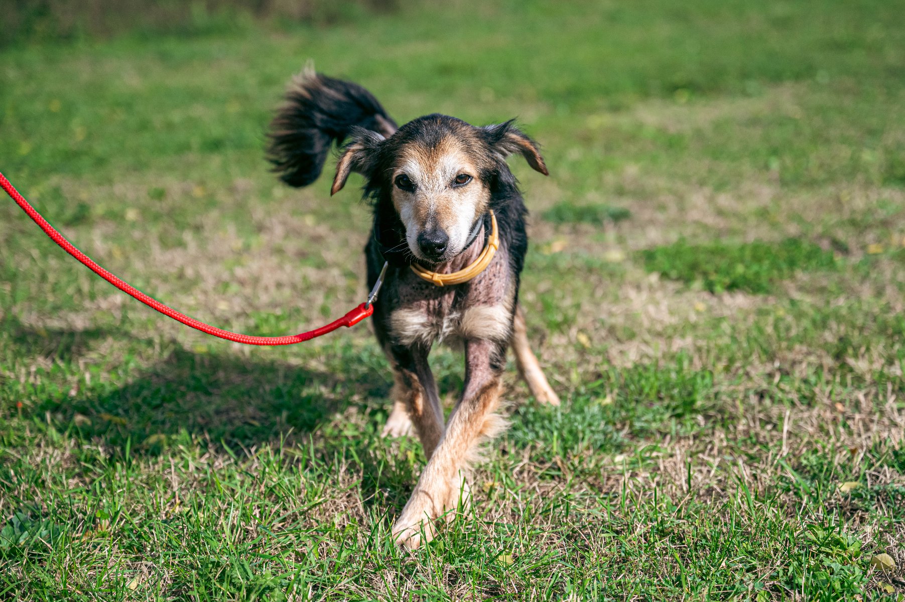 Zdjęcie przedstawia kota patrzącego w górę w aparat.
