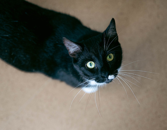 Zdjęcie przedstawia kota patrzącego w górę w aparat.