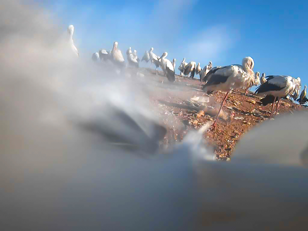 Zdjęcie przedstawia lecące na niebie ptaki.