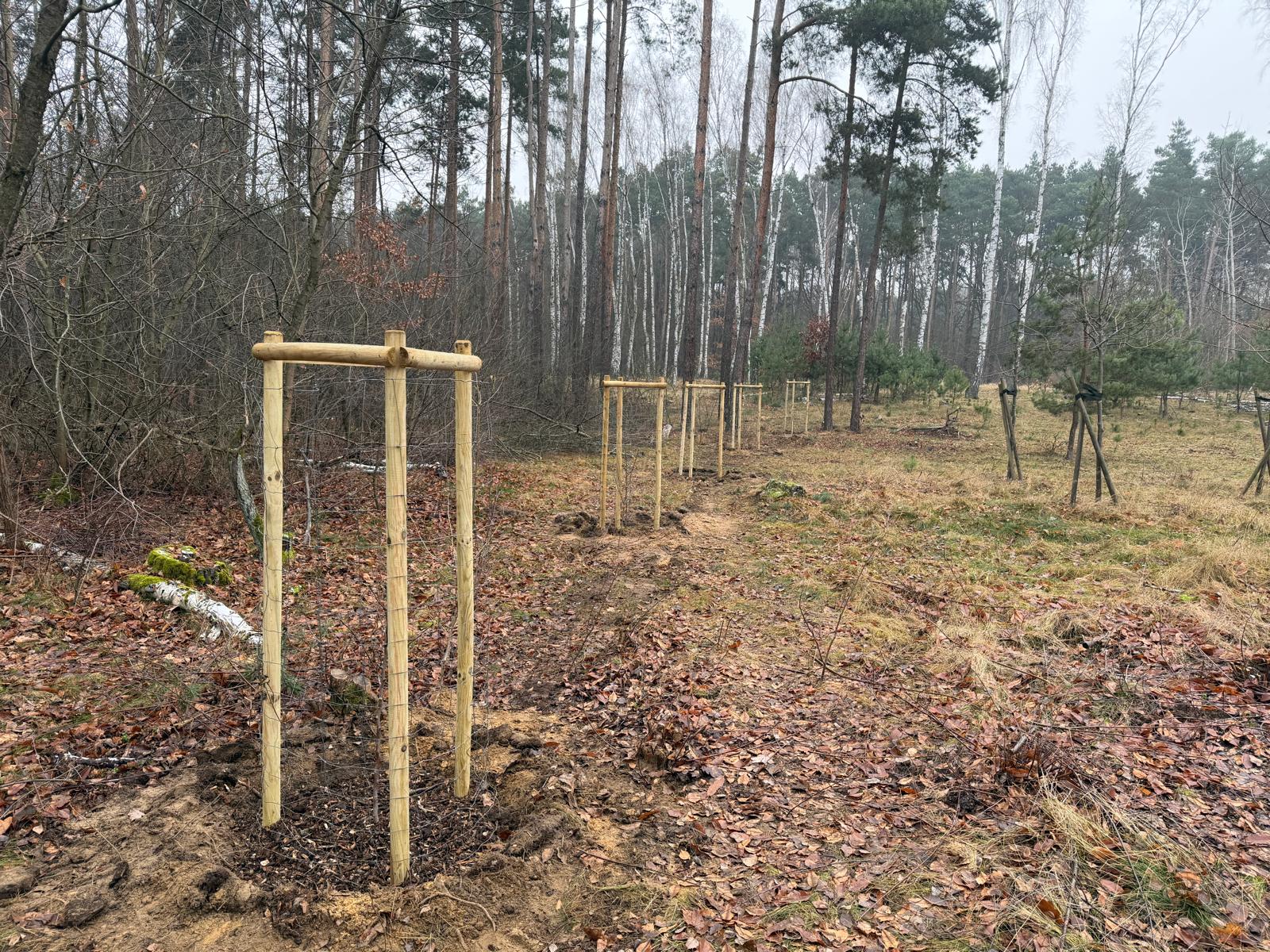 Zdjęcie przedstawia nasadzenia młodych drzew na leśnej polanie.