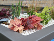Zdjęcie przedstawia ogród deszczowy, czyli rośliny w donicy.