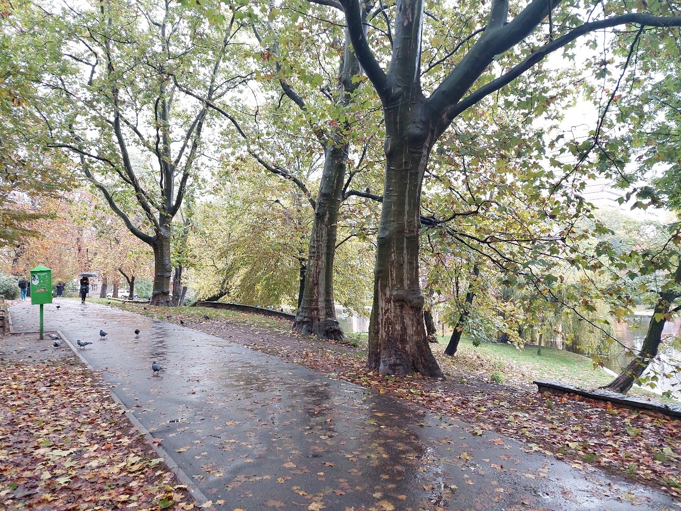 Zdjęcie przedstawia platany klonolistne znajdujące się przy jednej z głównych alejek w parku Marcinkowskiego, które są pomnikami przyrody. W tle za drzewami widoczny jest staw znajdujący się w parku.