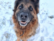 Zdjęcie przedstawia psa. Wokół niego widać śnieg.