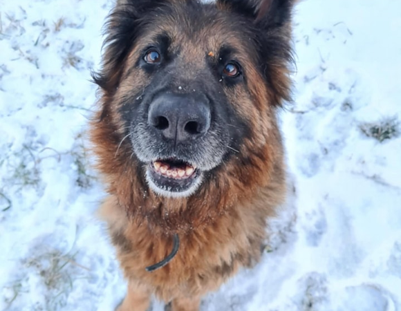 Zdjęcie przedstawia psa. Wokół niego widać śnieg.