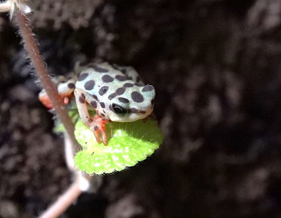 Zdjęcie przedstawia żabę siedzącą na liściu.