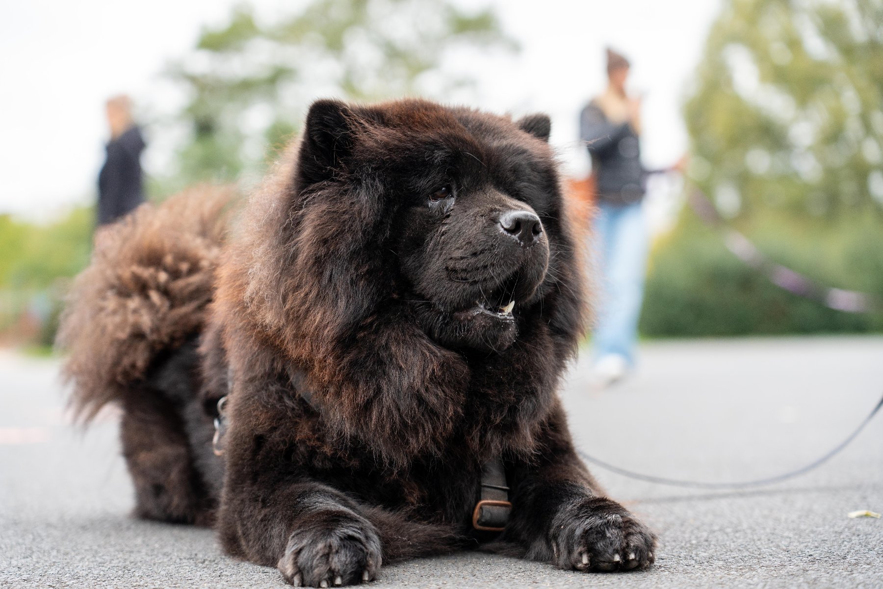 Zdjęcie przedstawia zbliżenie na dużego, puszystego psa rasy chow-chow o rzadkim, ciemnobrunatnym (czarnym z brązowymi prześwitami) umaszczeniu. Pies leży na asfaltowej alejce, patrząc w prawą stronę z lekko otwartym pyskiem. Jego futro jest niezwykle gęste, tworząc charakterystyczną kryzę wokół głowy. Zwierzę ma założone ciemne szelki.