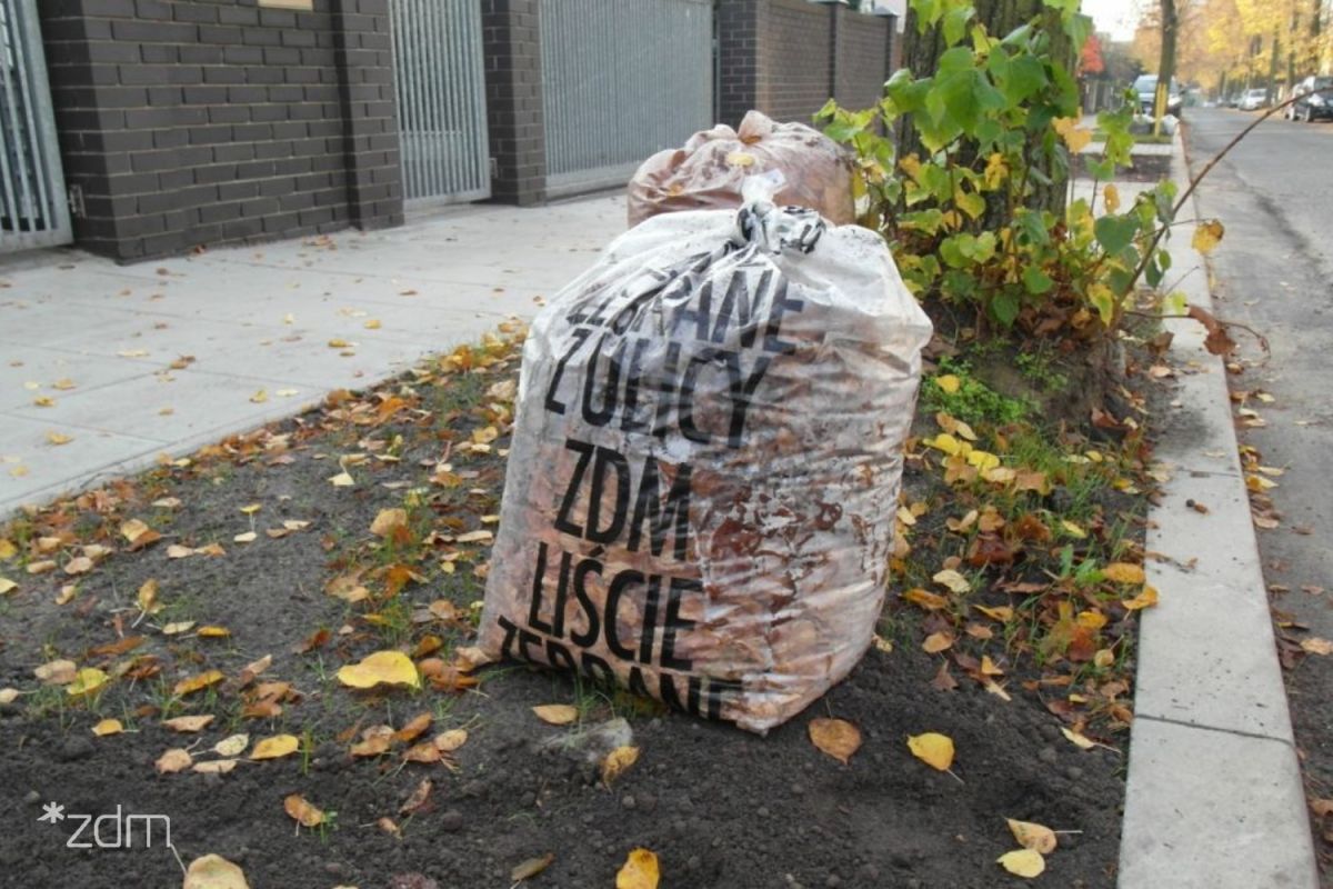 Zdjęcie worka z zebranymi liśćmi, leżacego na pasie zieleni