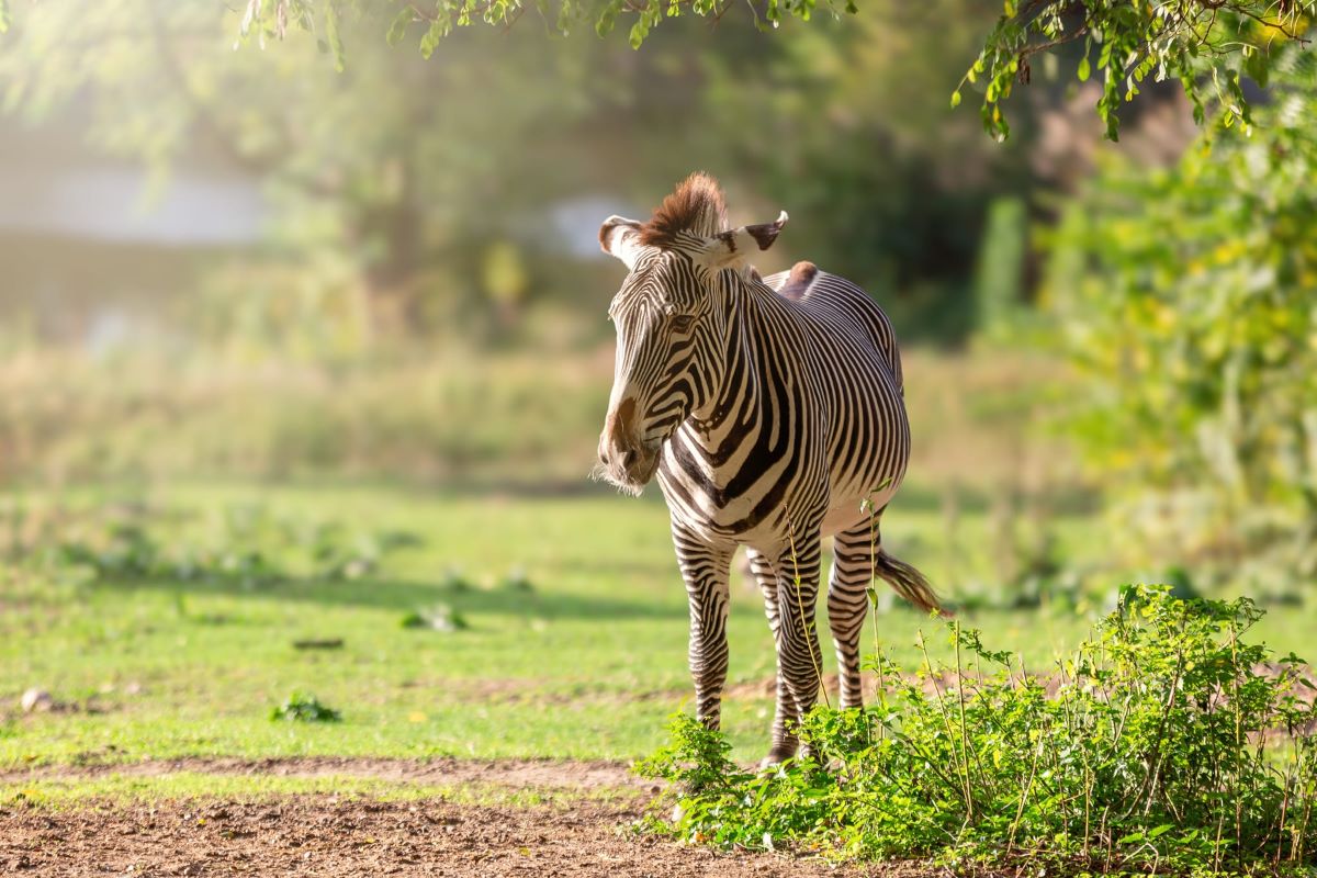 zebra pasąca się na trawie