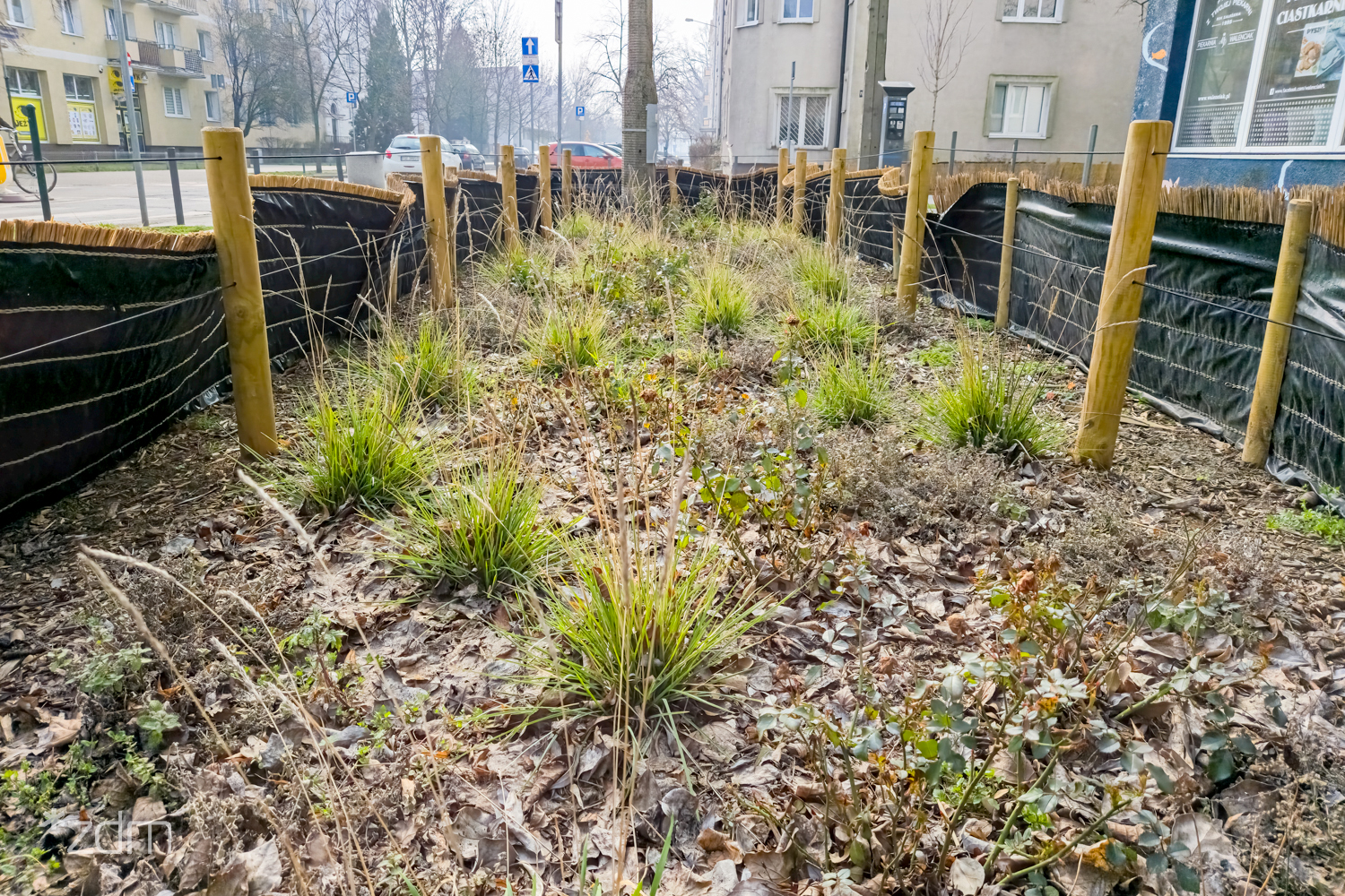 Zieleń przy skrzyżowaniu ulic Dmowskiego i Stablewskiego