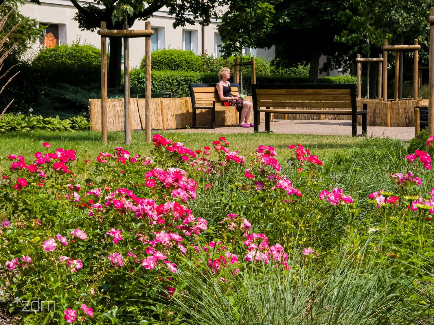 Zielony klomb, trawnik i ławki w śródmieściu Poznania