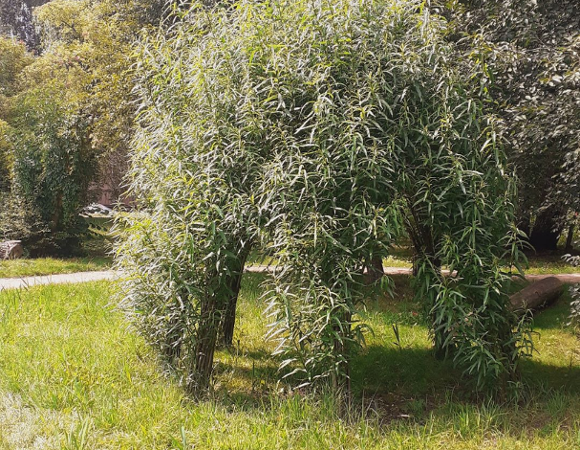 Altana wierzbowa znajduje się na terenie przy zbiegu ulic Sucharskiego i Burszty