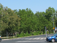 Ambitny plan "wymiany drzew"