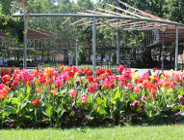 Blisko tysiąc pacioreczników kwitnie w Zielonych Ogródkach