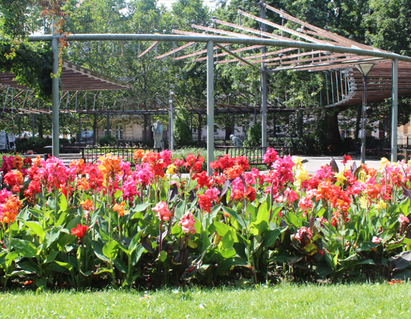 Blisko tysiąc pacioreczników rozkwitło w Zielonych Ogródkach
