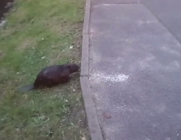 Bóbr poruszający się pomiędzy stawami w Parku Sołackim