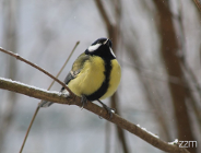 Bogatki - mistrzynie przetrwania zimy