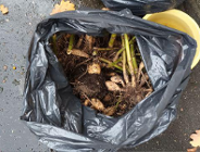 Bulwy korzeniowe dalii trafiły do DPS