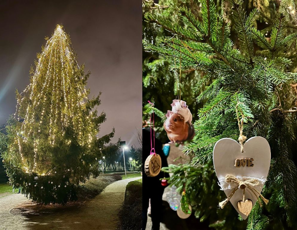 Choinka w Parku Bambrów Poznańskich