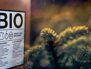 Co roku o tej porze przypominamy, co zrobić z choinką po świętach