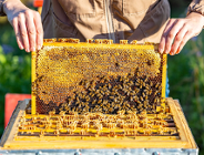 Czekamy na pierwszy miód z elektropasieki w Gratowisku Wschód