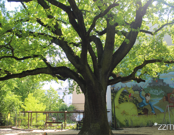 Dąb Krzysztof, pień, konary, liście, w tle mural.